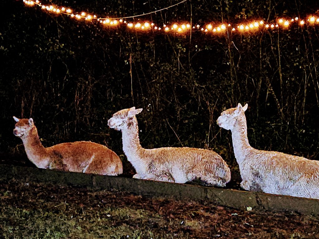 Winter Solstice Seasonal Celebration