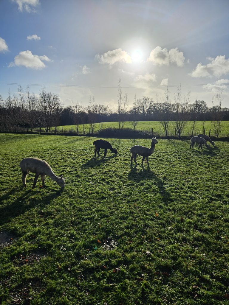 Winter Solstice Seasonal Celebration