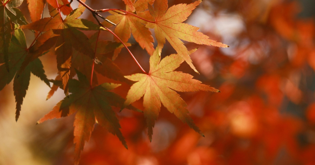 Autumn Equinox Seasonal Celebration